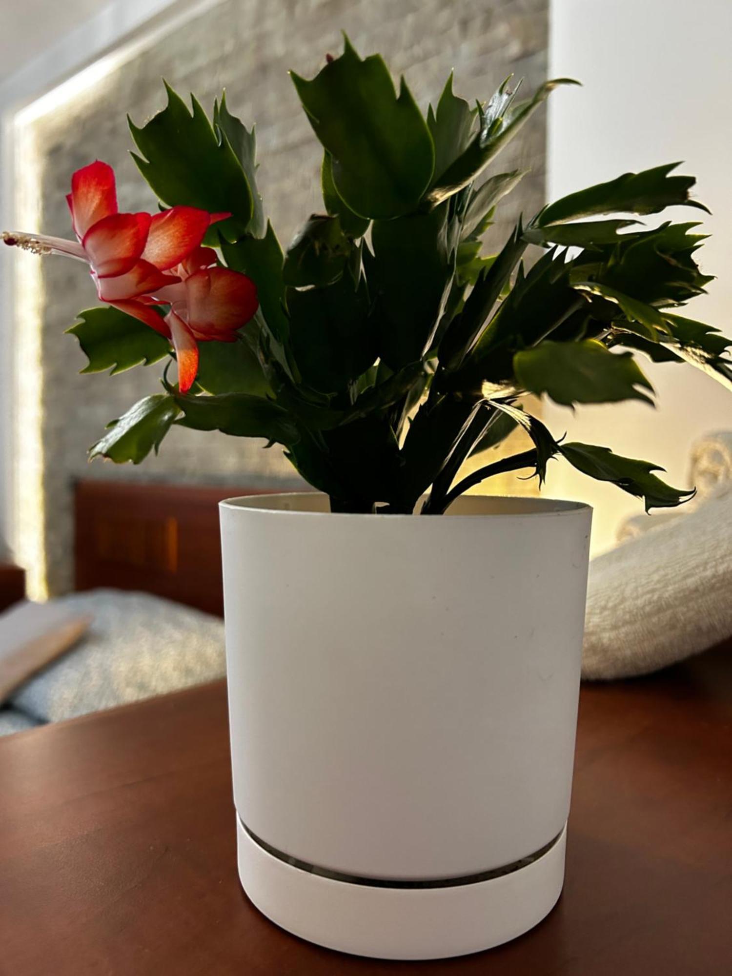 M&M Apartament Glogera Krakow Ngoại thất bức ảnh